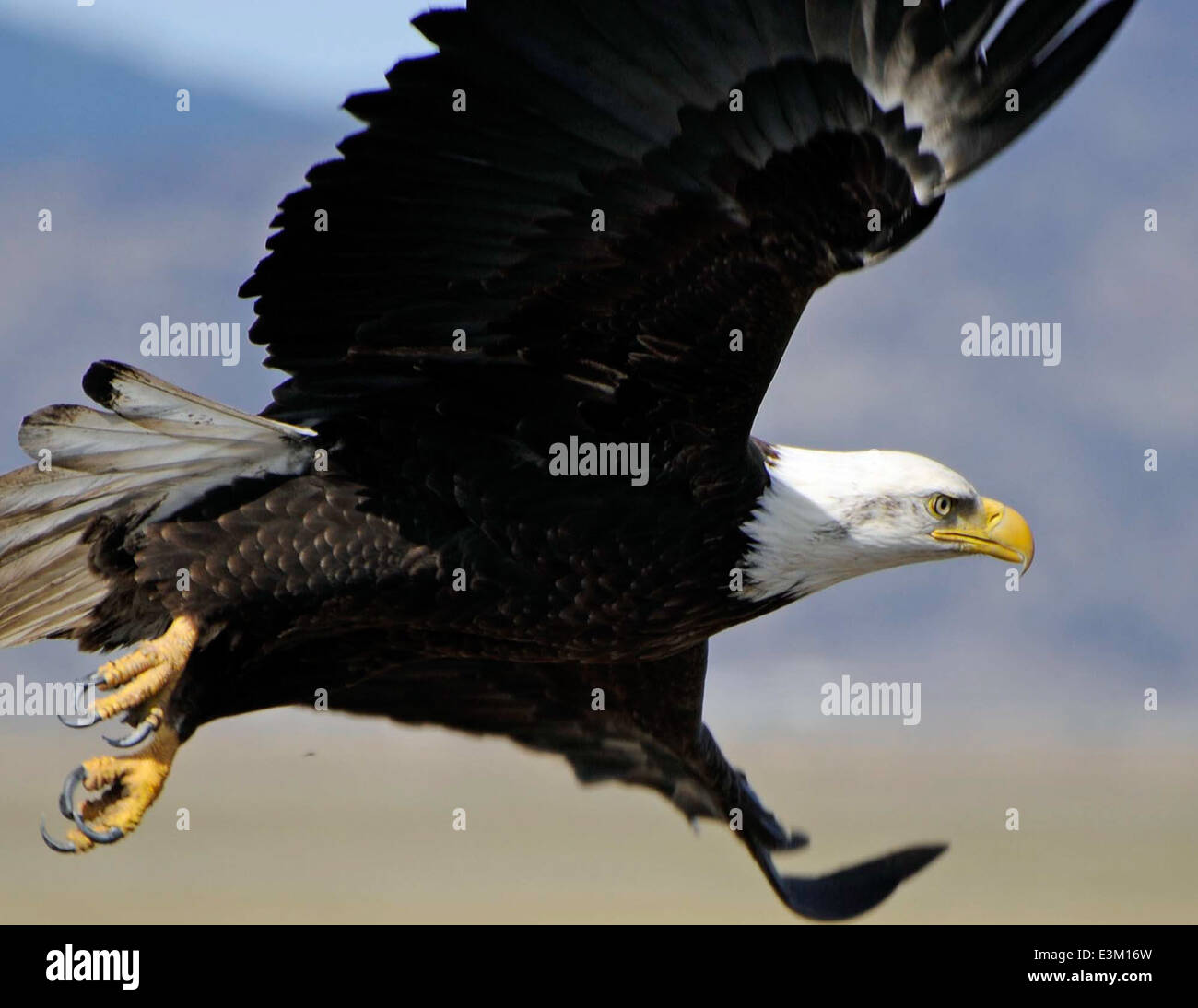 L'aigle à tête blanche est un symbole de la faune américaine, connu pour ses plumes blanches frappantes de tête et de queue, et sa construction puissante. Il réside principalement à proximité de grandes étendues d'eau libre et est reconnu pour sa vue aiguë et sa capacité à chasser le poisson. Il a été retiré de la liste des espèces en voie de disparition après des efforts de conservation fructueux. Banque D'Images