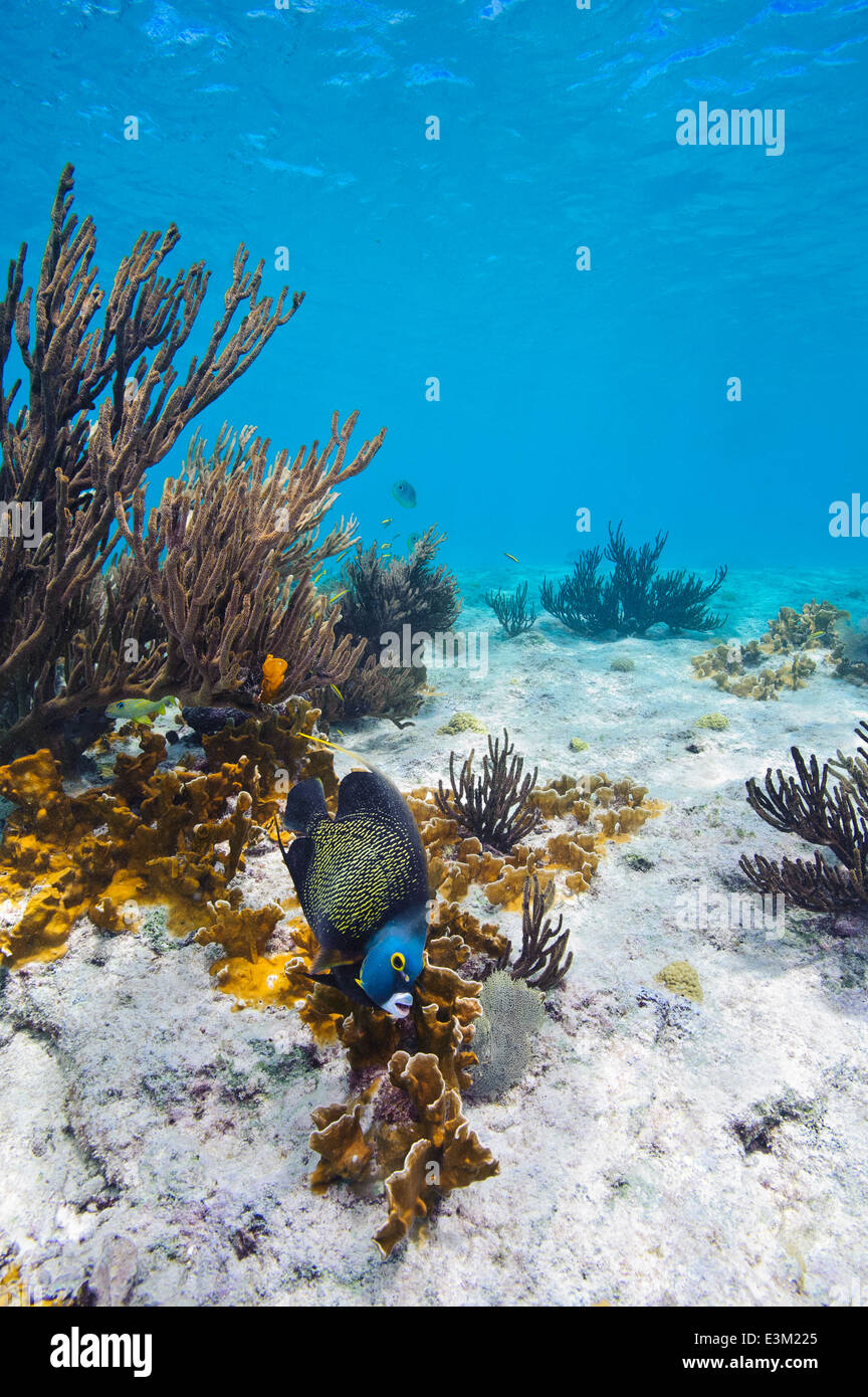 Une nage de poissons-anges français le long d'un fond de sable à l'extérieur d'un récif à l'île de Bonaire dans le sud de la mer des Caraïbes. Banque D'Images