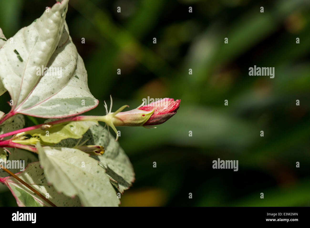 Close Up Dun Seul Bourgeon Hibiscus Rouge Sur Un Arbuste