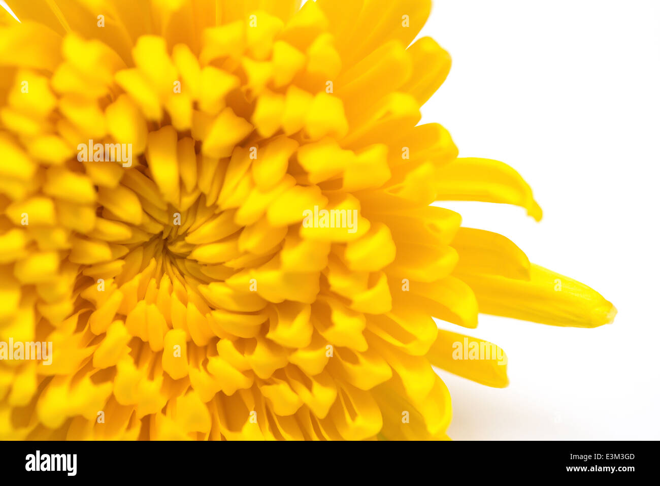 Fleur de chrysanthème jaune close up Banque D'Images