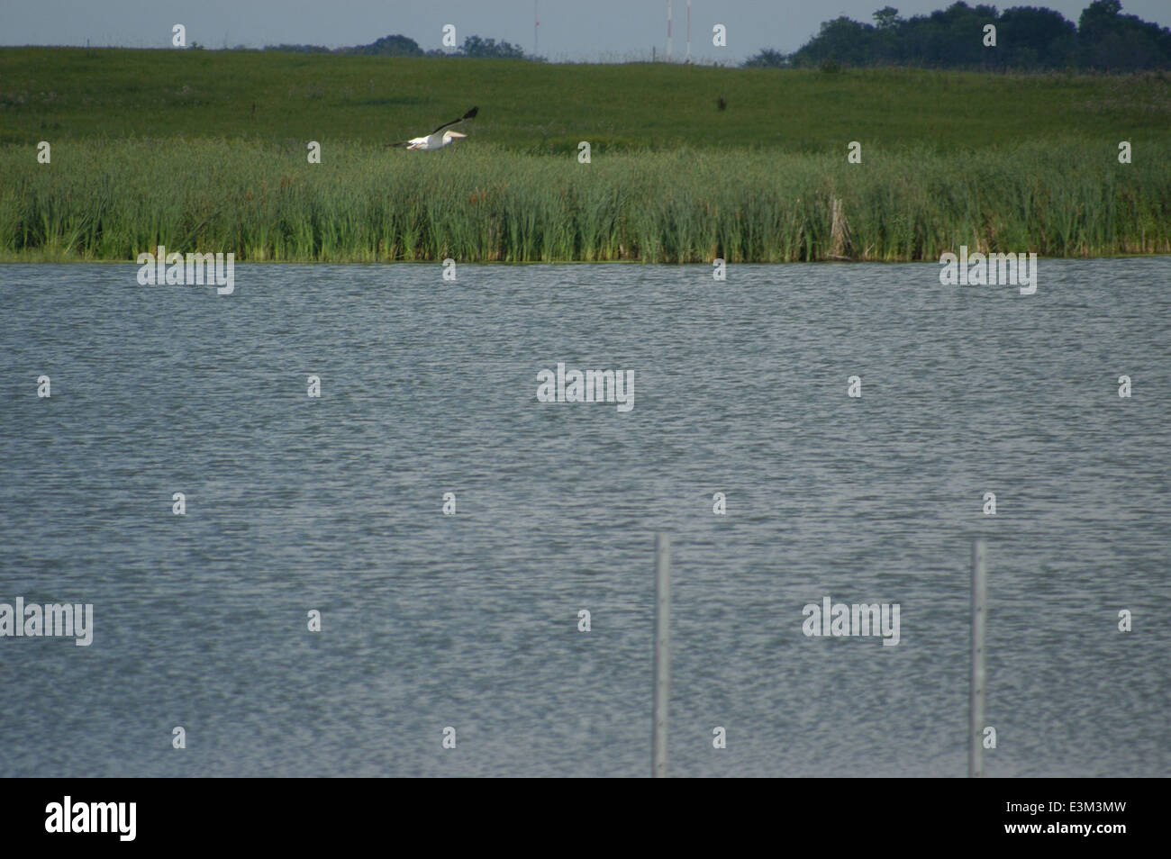 Pelican flying over Lac Pelican WPA Banque D'Images