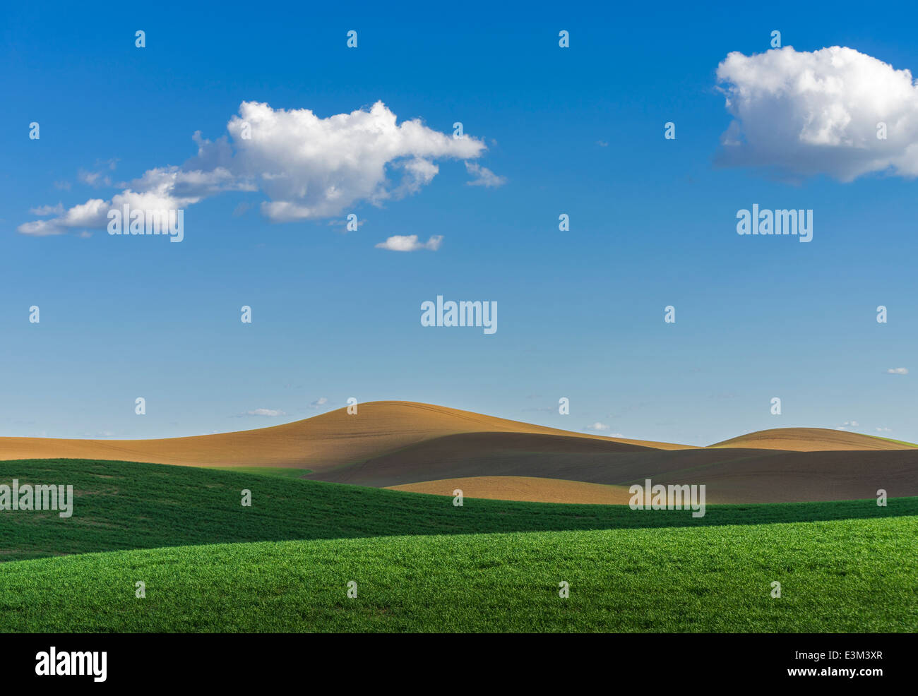 La Palouse, Whitman Comté, WA : motifs abstraits du matériel roulant des champs de blé Banque D'Images