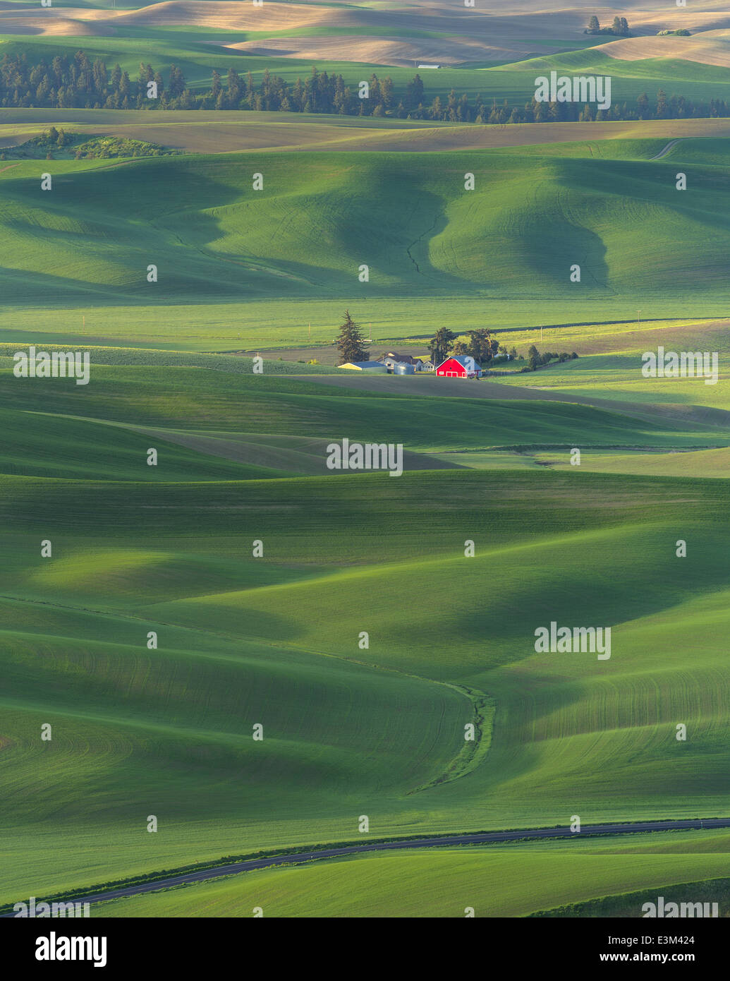 La Palouse, Whitman Comté, WA : site ferme isolée parmi des champs de blé Banque D'Images