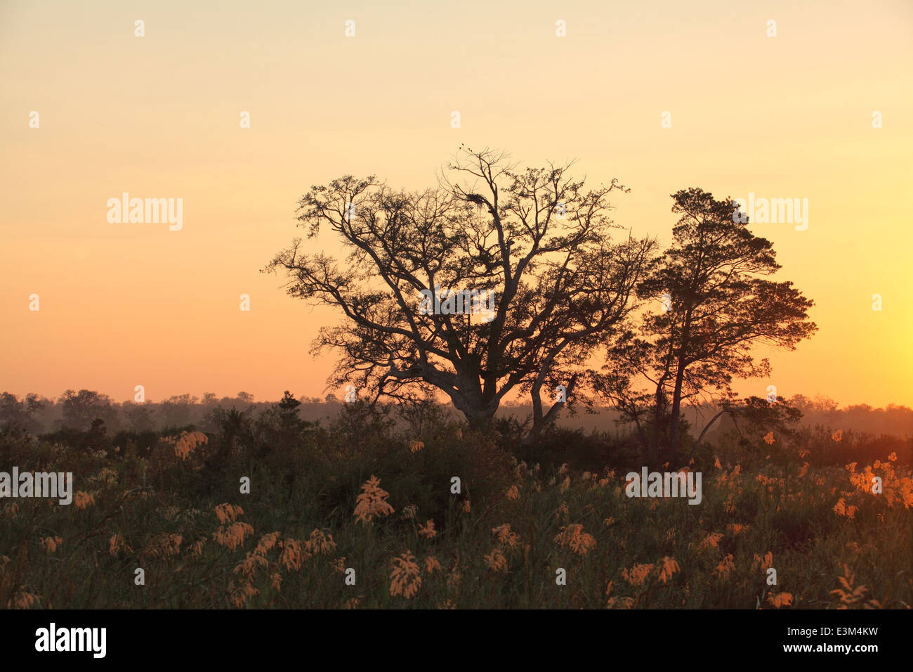 Le lever du soleil sur la bushveldt africains. Banque D'Images