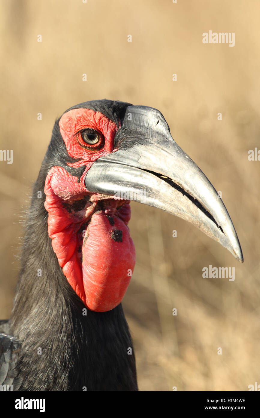 Un calao terrestre du sud. Banque D'Images