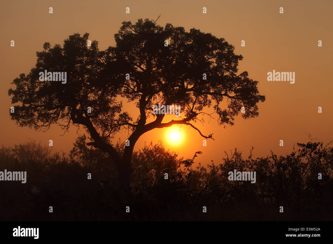 Le lever du soleil sur la bushveldt africains. Banque D'Images