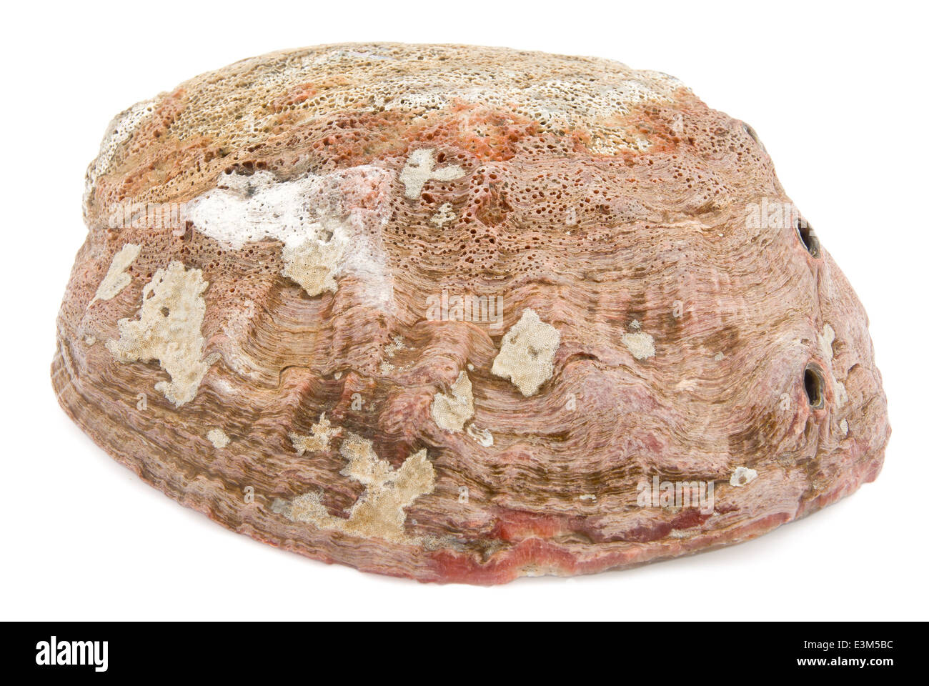 En dehors d'haliotide with clipping path Banque D'Images