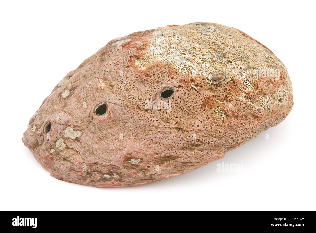 En dehors d'haliotide with clipping path Banque D'Images