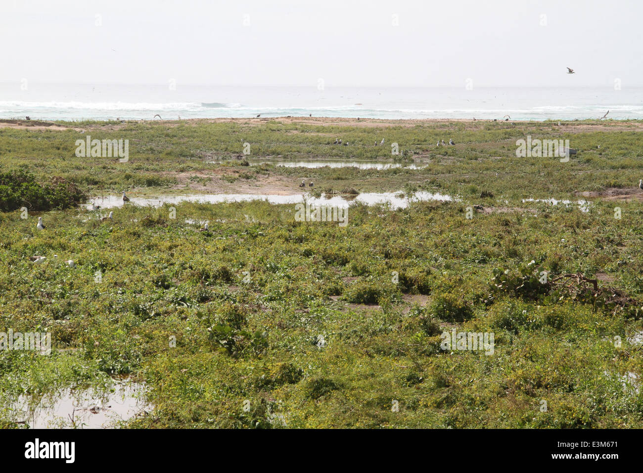 L'île de l'Est-- Peu d'oiseaux nicheurs à gauche Banque D'Images