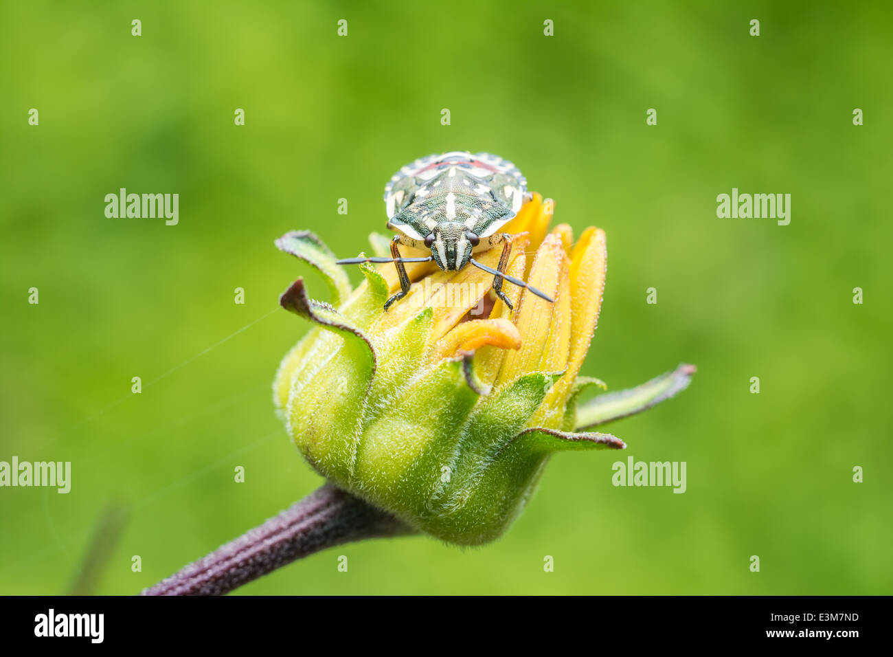 Bug Shield assis sur Fleur jaune, Close Up Banque D'Images