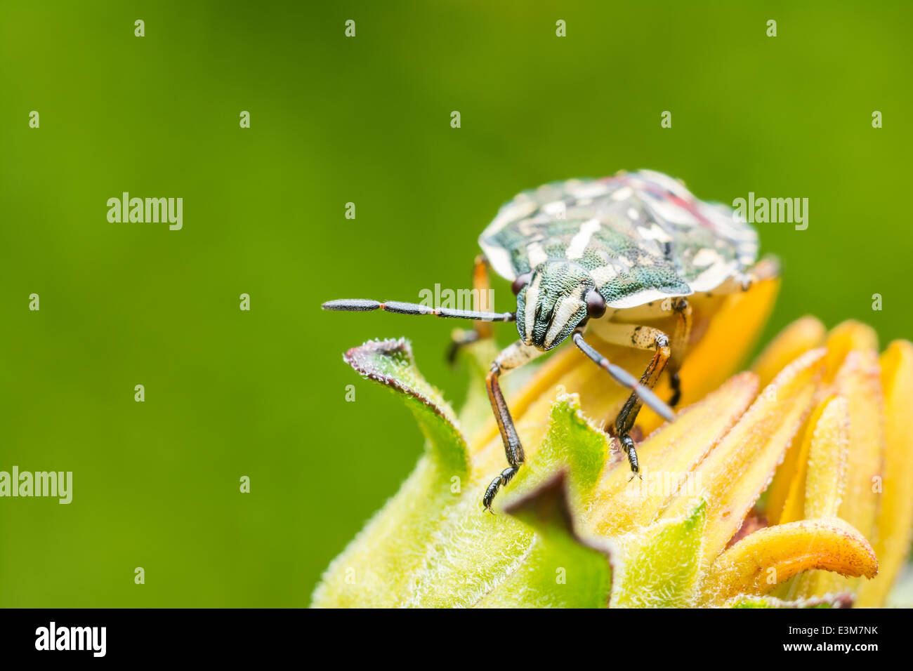 Bug Shield assis sur Fleur jaune, Close Up Banque D'Images
