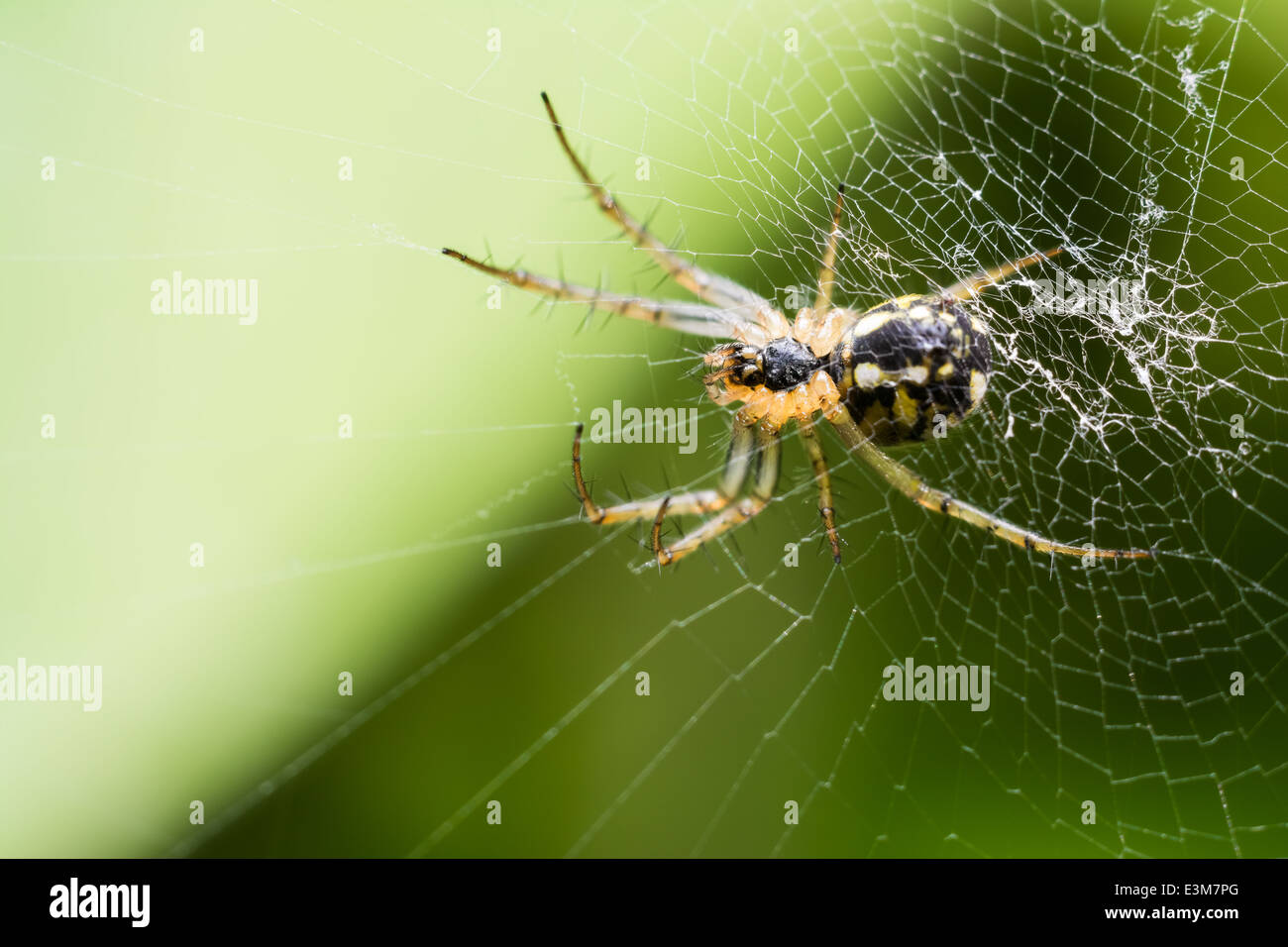 Spider Web Big sur En attente pour la proie Banque D'Images