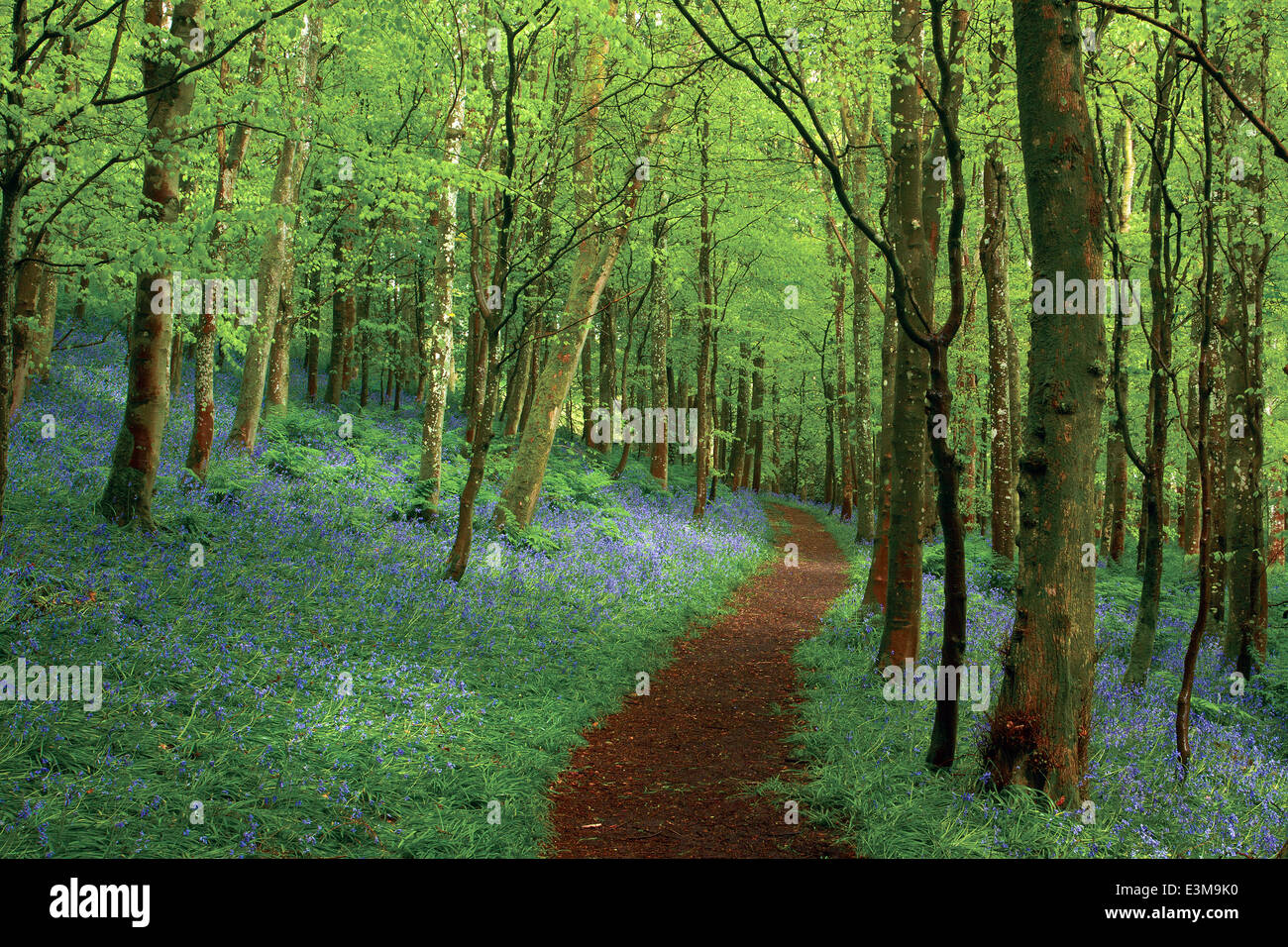 Chemin de Bluebell, Portpatrick, Galloway Banque D'Images