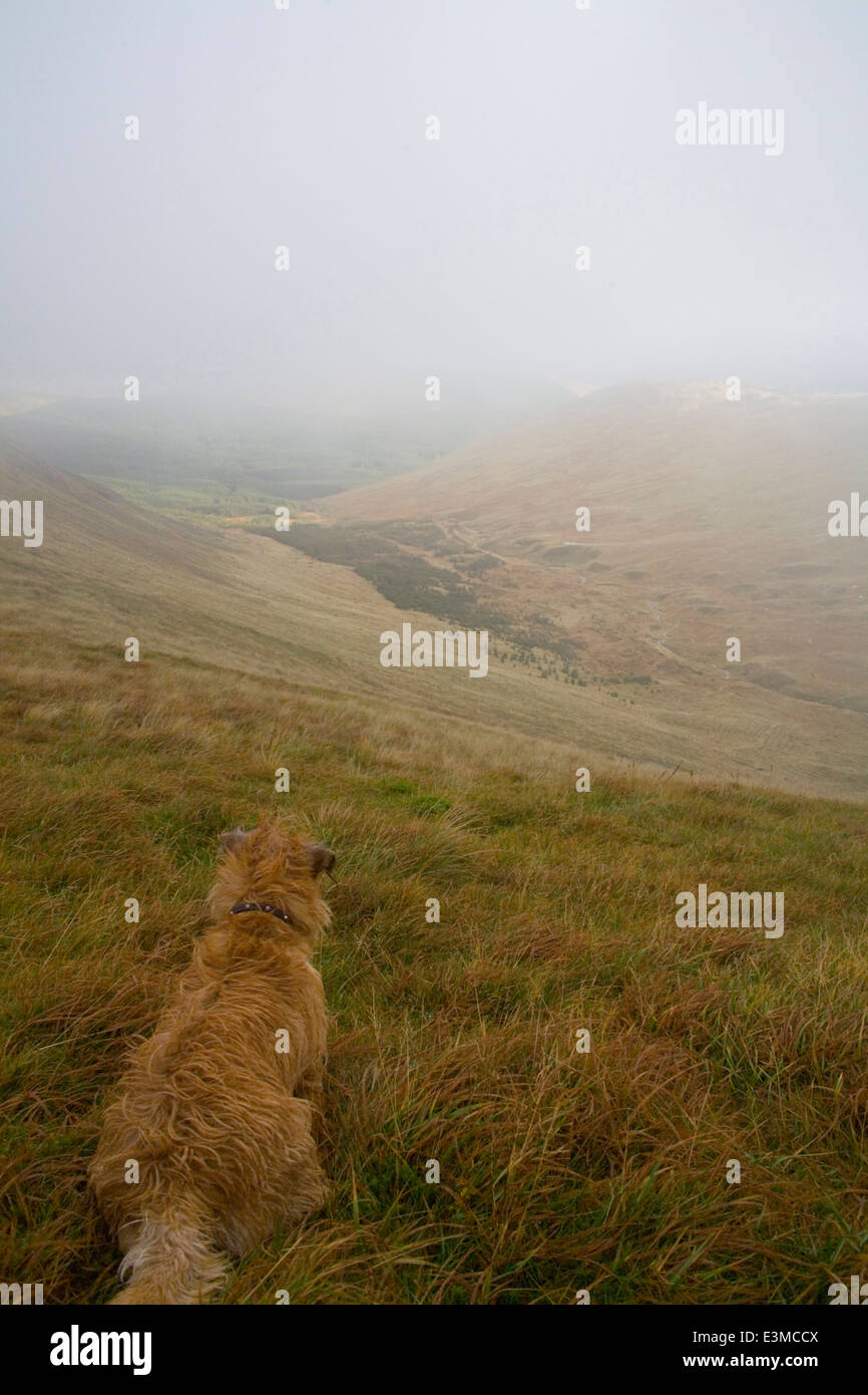 Galloway Forest Park dans et autour de l'Rhinns de Kells et l'arrière de la colline Bothy Bush Banque D'Images