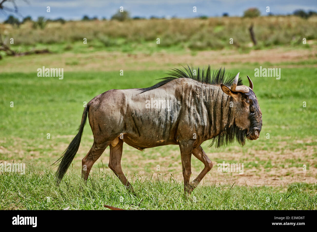 Le Gnou bleu, Connochaetes taurinus, Kgalagadi Transfrontier Park, Kalahari, Afrique du Sud, Botswana, Africa Banque D'Images