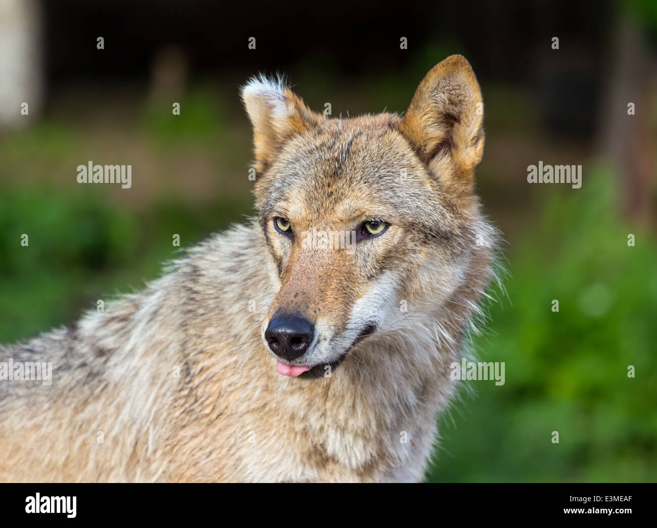 Portrait d'un vieux loup avec un cheveux gris sur l'oreille, dans les trois quarts sur un fond d'herbe verte Banque D'Images