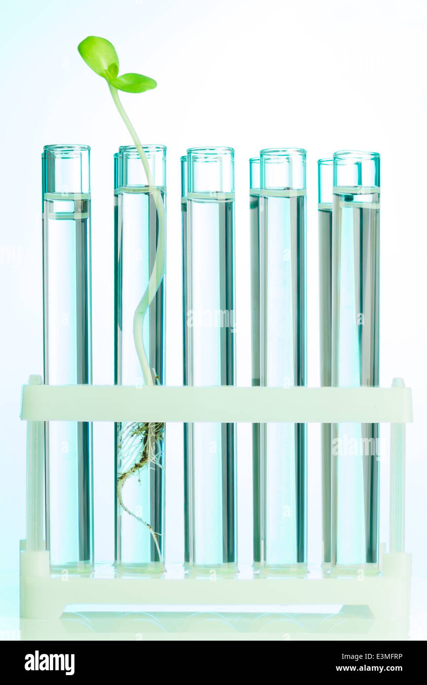 Plante verte dans des tubes à essai qui sont avec de l'eau Banque D'Images