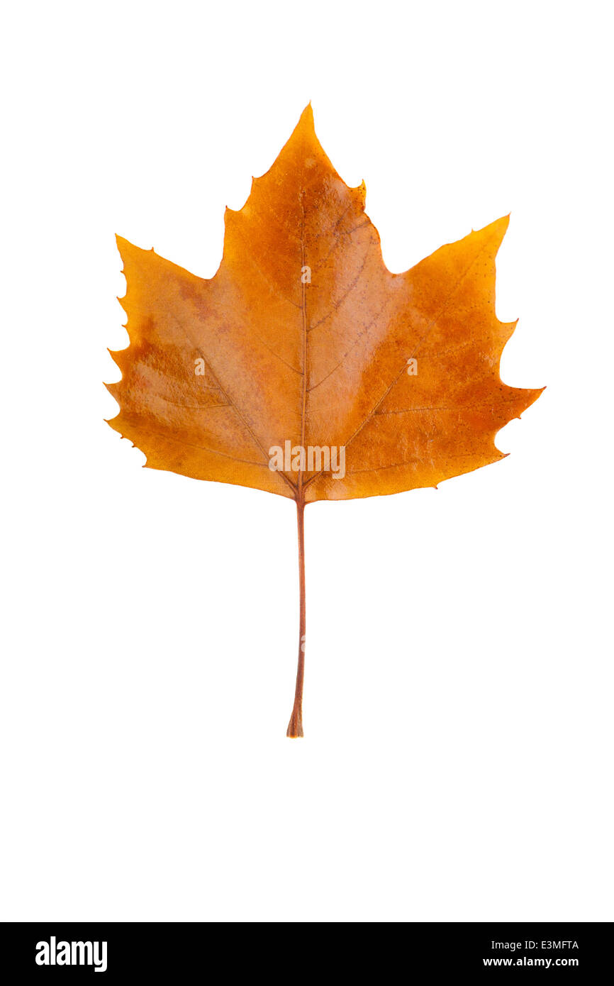 Vue rapprochée d'un brown Platanus leaf isolé sur fond blanc. Banque D'Images