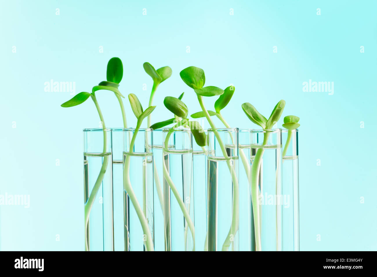 Les plantes vertes dans une rangée de tubes à essai avec de l'eau Banque D'Images
