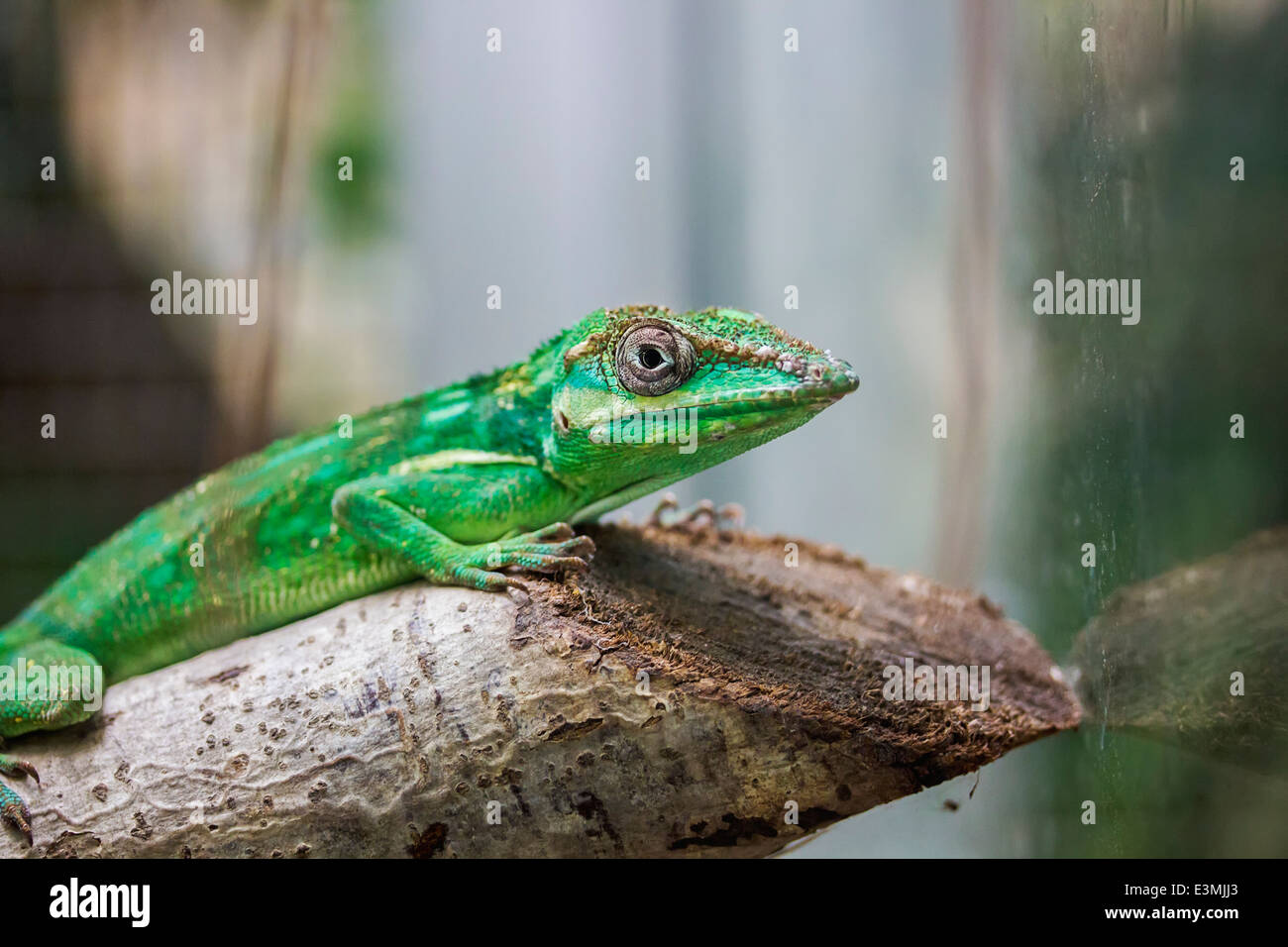 Knight anole lizard Banque D'Images