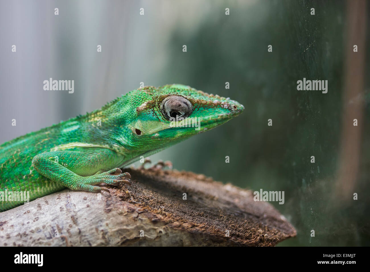 Knight anole lizard Banque D'Images