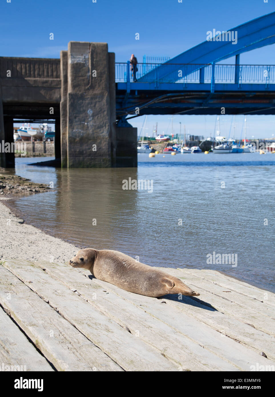 Un bébé phoque sauvage de soleil sur une rampe à Rhyl's Voryd / Foryd Harbour, au nord du Pays de Galles sur une journée ensoleillée Banque D'Images