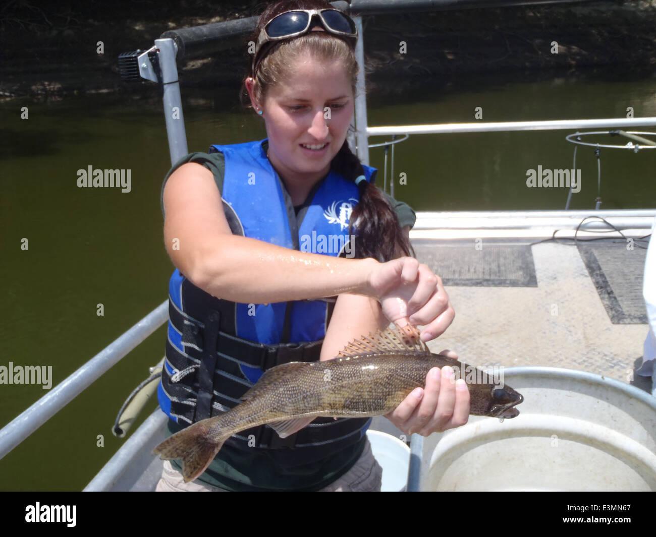 Le ministère des ressources naturelles utilise des techniques de pêche électrique dans les rivières Illinois et Ohio pour surveiller les populations de saugers dans le cadre des programmes de restauration des poissons de sport faunique appuyés par le U.S. Fish and Wildlife Service. Banque D'Images