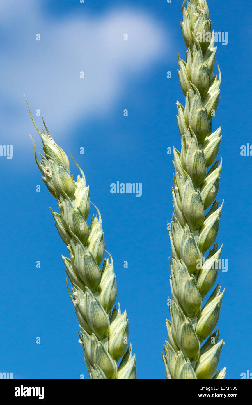 Deux épis de blé Banque D'Images