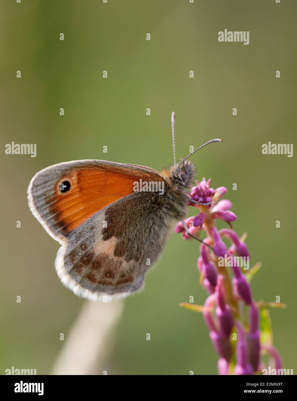 Papillon Small Heath. Mitcham Common, Surrey, Angleterre. Banque D'Images
