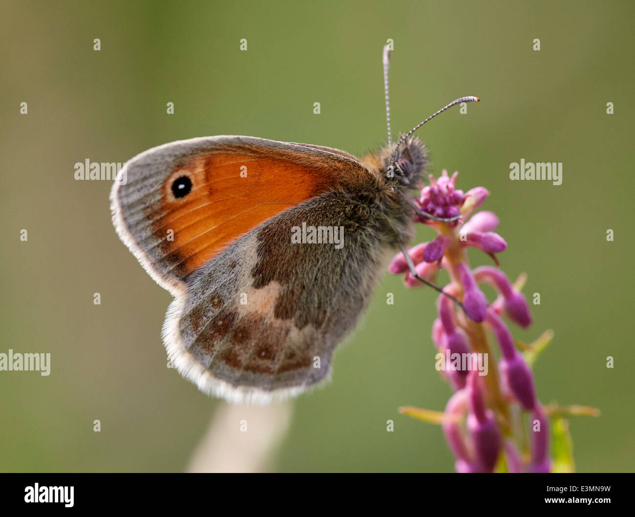 Papillon Small Heath. Mitcham Common, Surrey, Angleterre. Banque D'Images