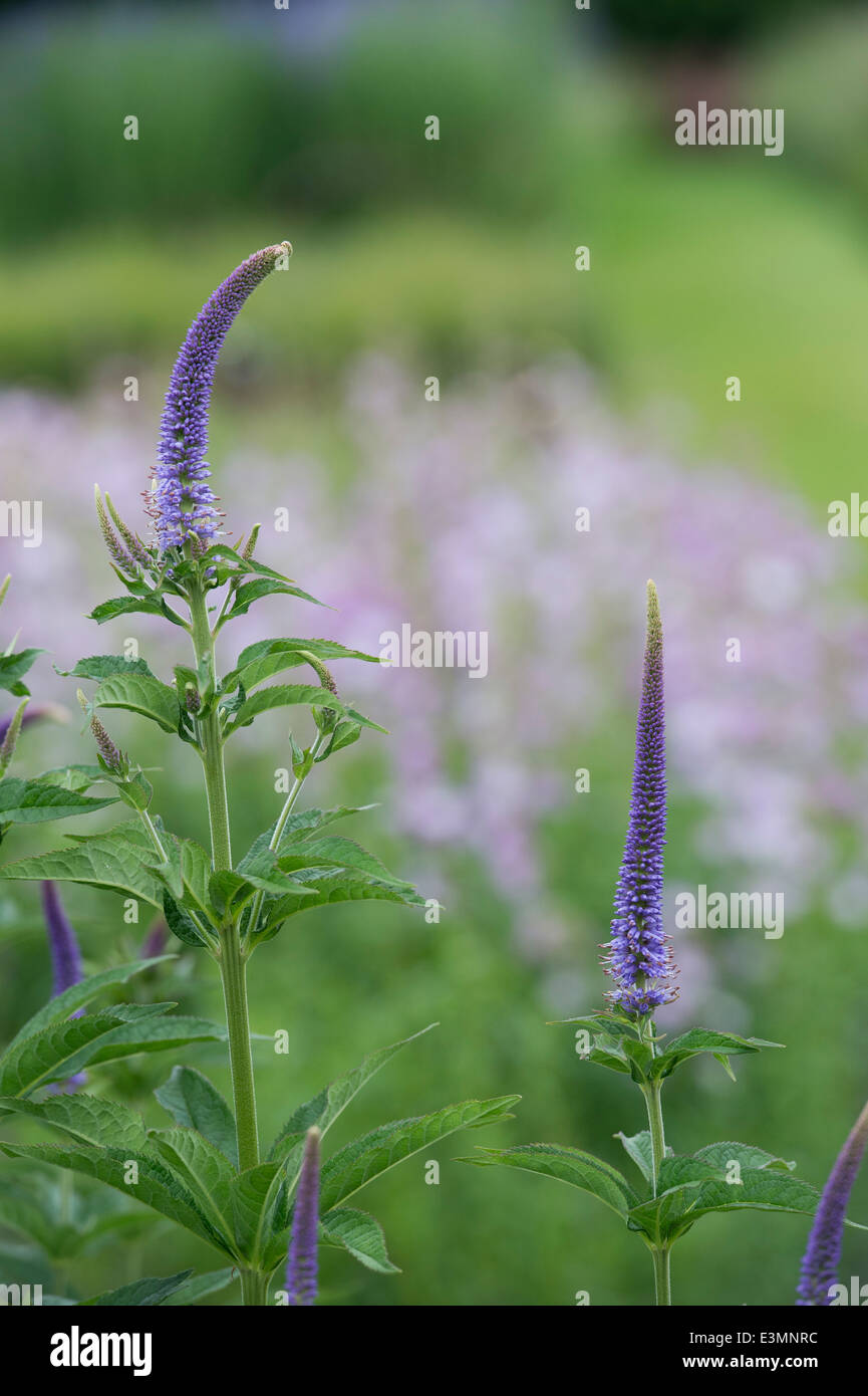 Veronica Orchidea. Speedwell fleurs dans un jardin anglais Banque D'Images