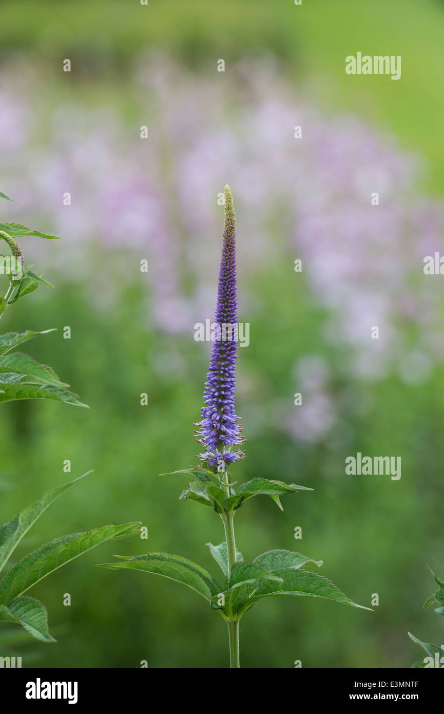 Veronica Orchidea. Speedwell fleurs dans un jardin anglais Banque D'Images