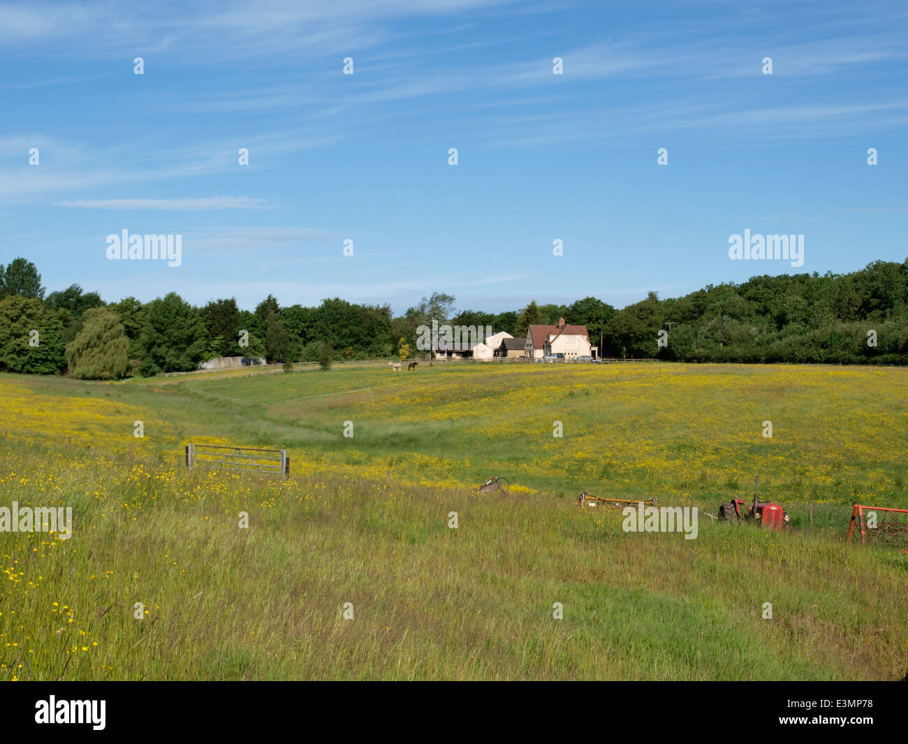 Vue sur prairie d'herbes sauvages avec ferme dans la distance, UK Banque D'Images