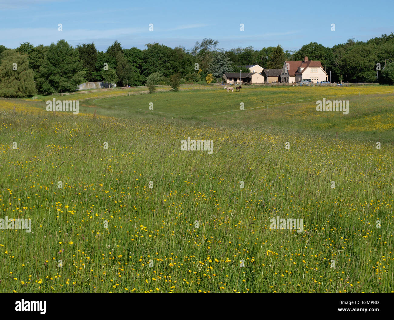 Prairie d'herbes sauvages et de renoncules avec ferme dans la distance, Wiltshire, Royaume-Uni Banque D'Images