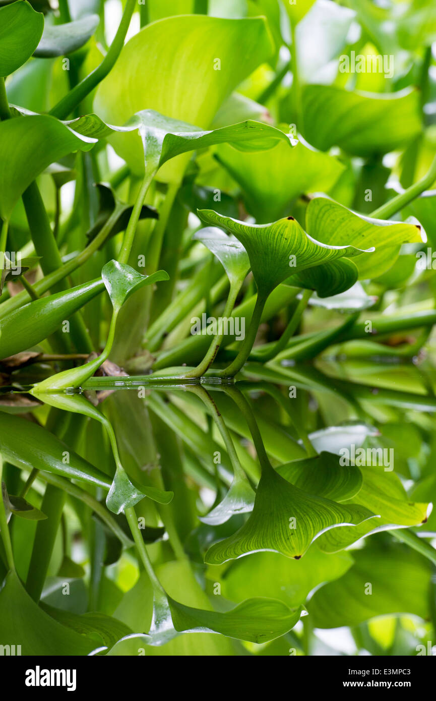 Eichhornia crassipes. La jacinthe d'eau des feuilles et des réflexions sur un étang ornemental tropical Banque D'Images