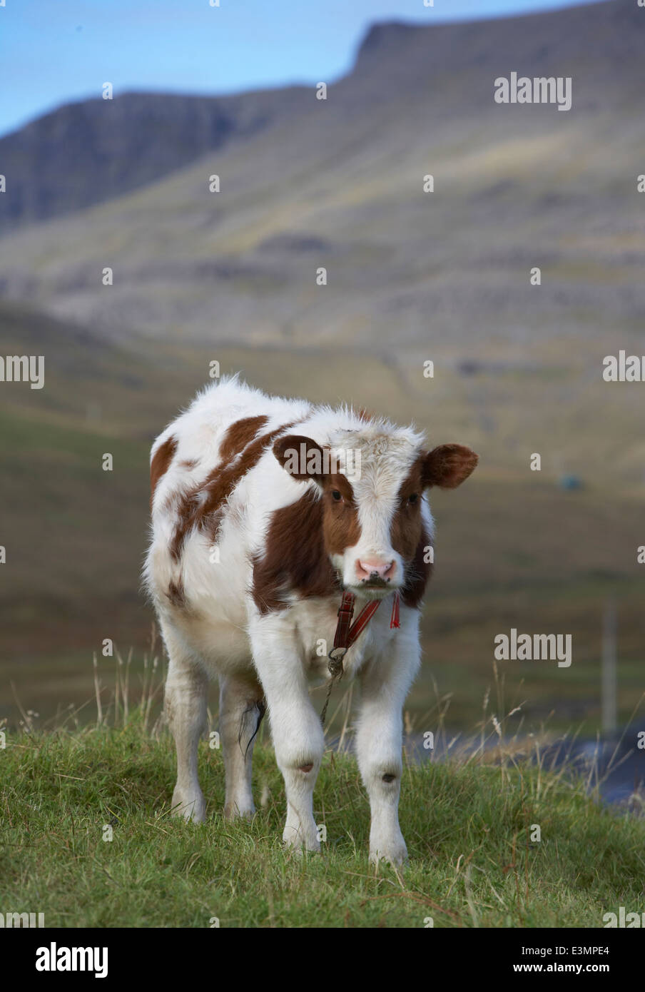 Portrait de jeune veau, Islande Banque D'Images