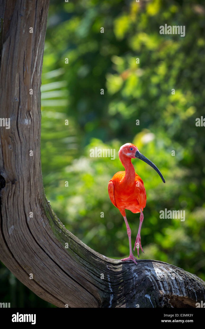 Ibis rouge (Eudocimus ruber). Ibis rouge (Eudocimus ruber). Banque D'Images