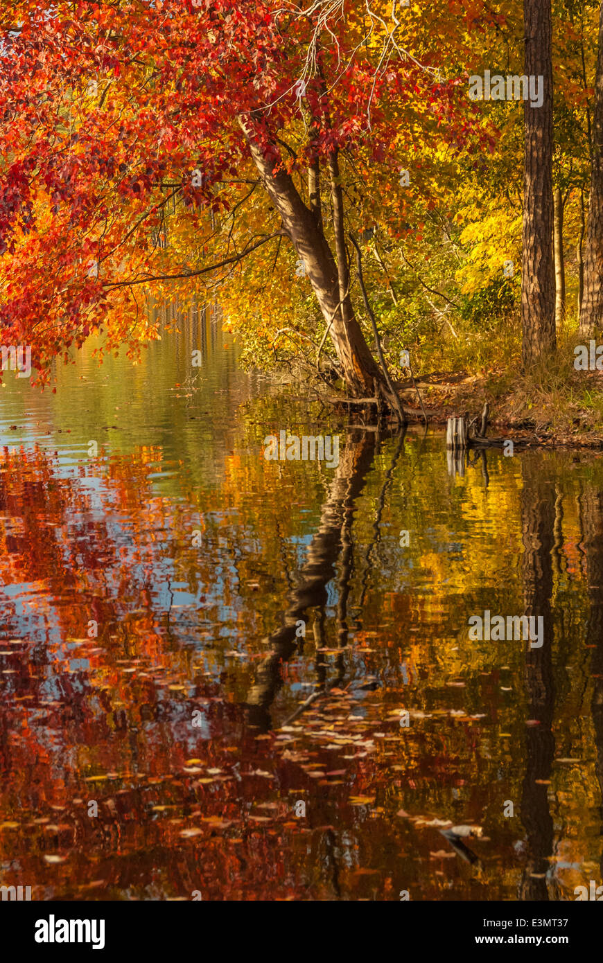 De belles couleurs des feuilles d'automne reflétant le long du rivage à Stone Mountain Park près d'Atlanta, Georgia, USA. Banque D'Images