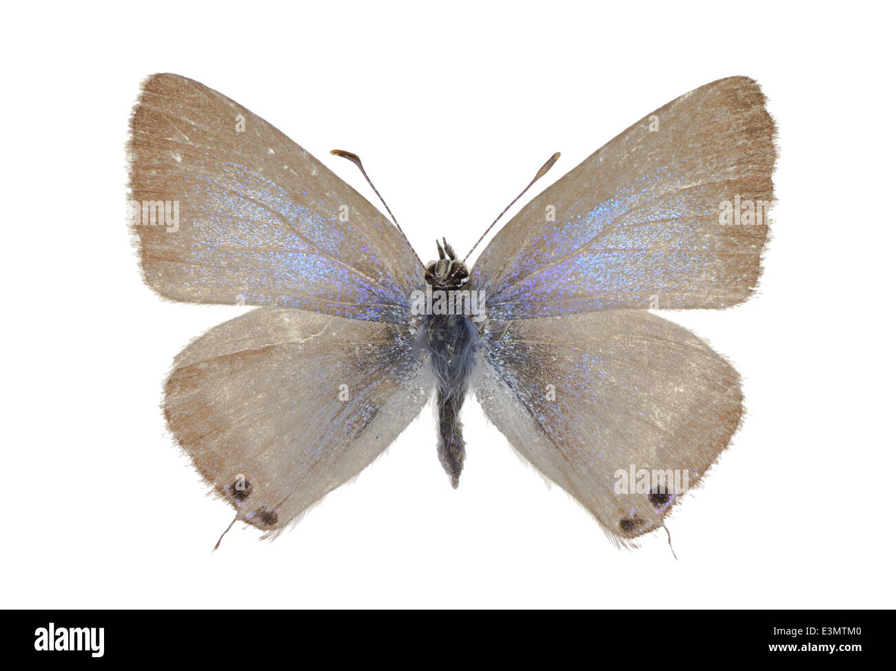 Lépidoptères Lycaenidae Leptotes pirithous ; ; ; Linnaeus 1767 ; Lang affichage court bleu ; bleu zèbre commun Banque D'Images