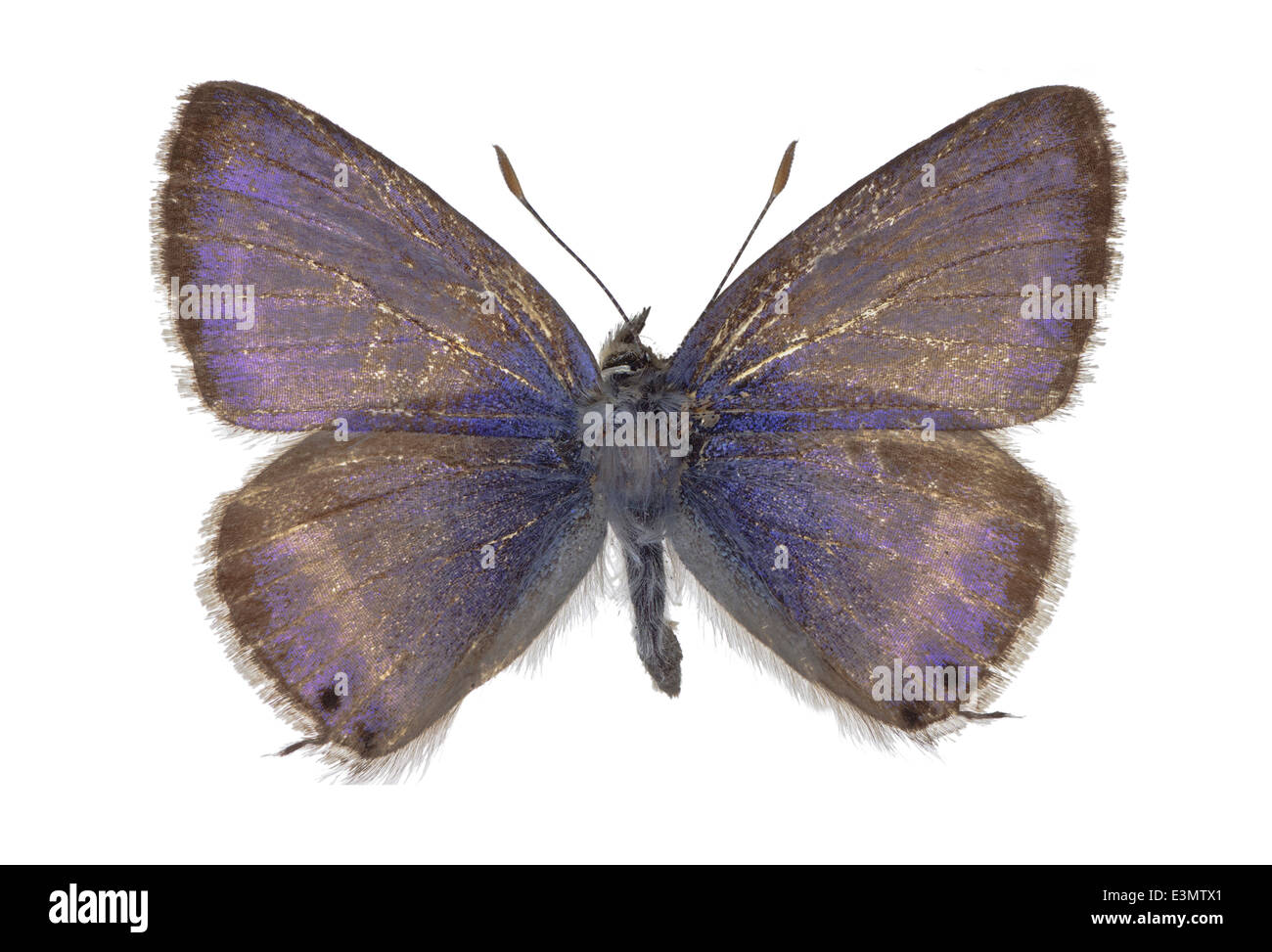 Lépidoptères Lycaenidae Leptotes pirithous ; ; ; Linnaeus 1767 ; Lang affichage court bleu ; bleu zèbre commun Banque D'Images