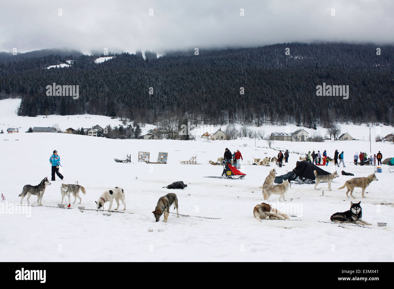 Husky, Méaudre, parc naturel régional du Vercors, Isère, Rhône-Alpes, France. Banque D'Images