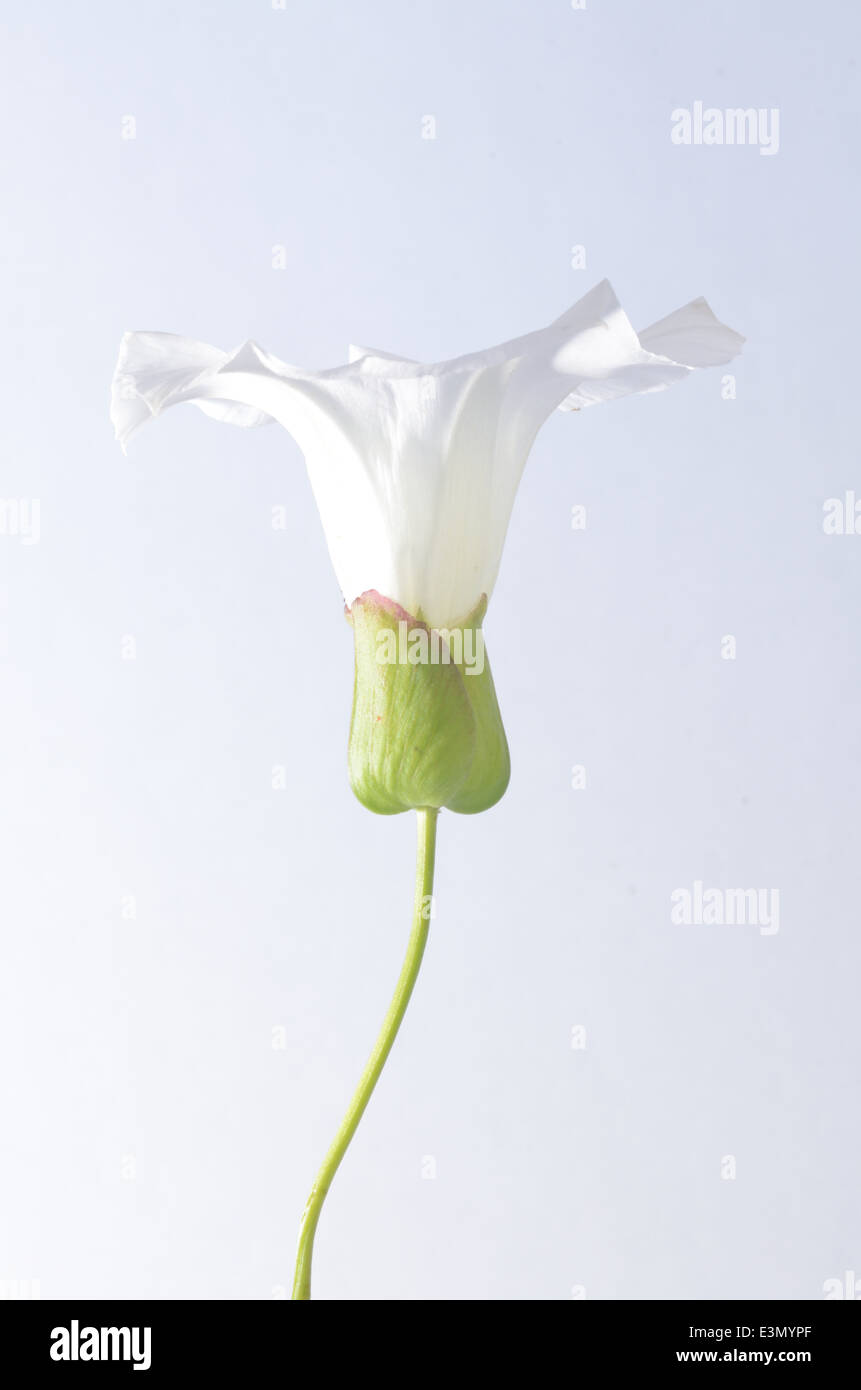 Fleur blanche - High Key Banque D'Images