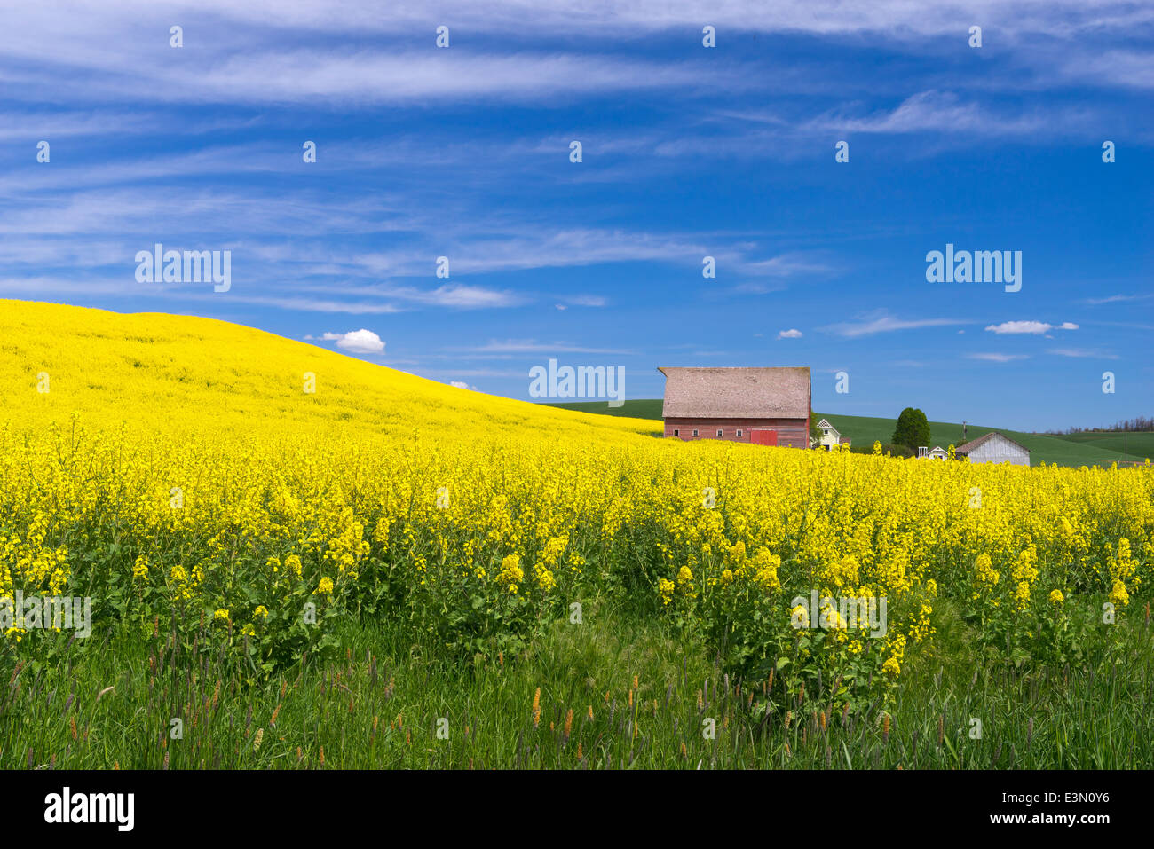 Pays palousienne, Latah Comté, ID : grange rouge à flanc de champ de canola floraison jaune Banque D'Images