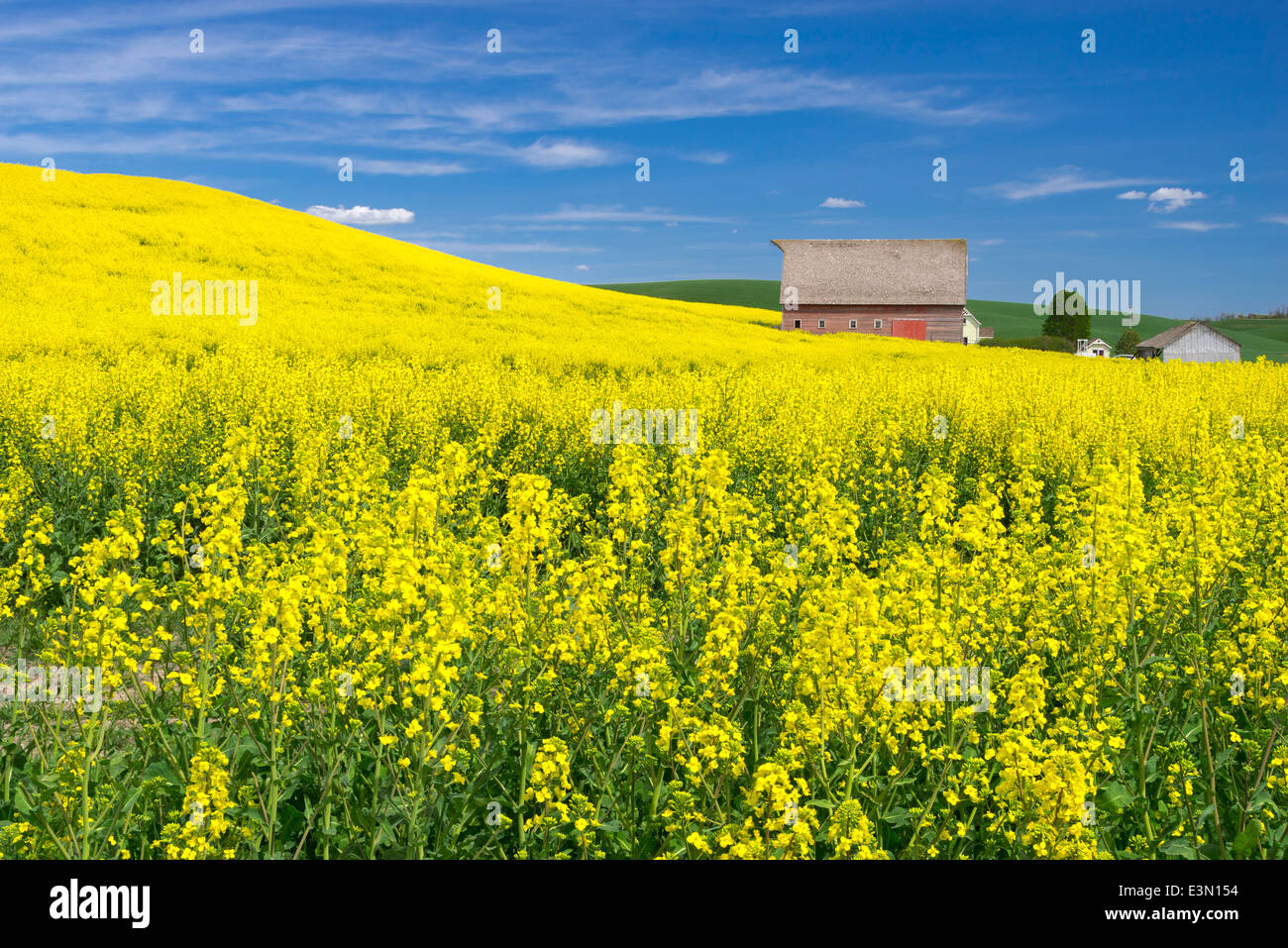 Pays palousienne, Latah Comté, ID : grange rouge à flanc de champ de canola floraison jaune Banque D'Images