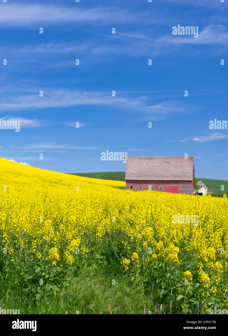 Pays palousienne, Latah Comté, ID : grange rouge à flanc de champ de canola floraison jaune Banque D'Images