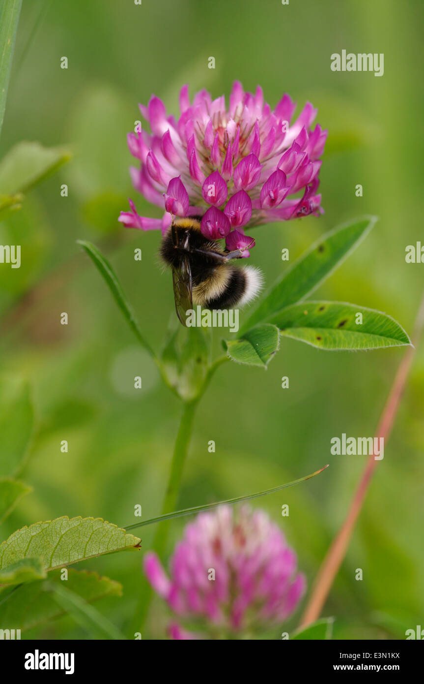 - Trèfle rouge Trifolium pratense avec white tailed bumblebee - Bombus lucorum Banque D'Images