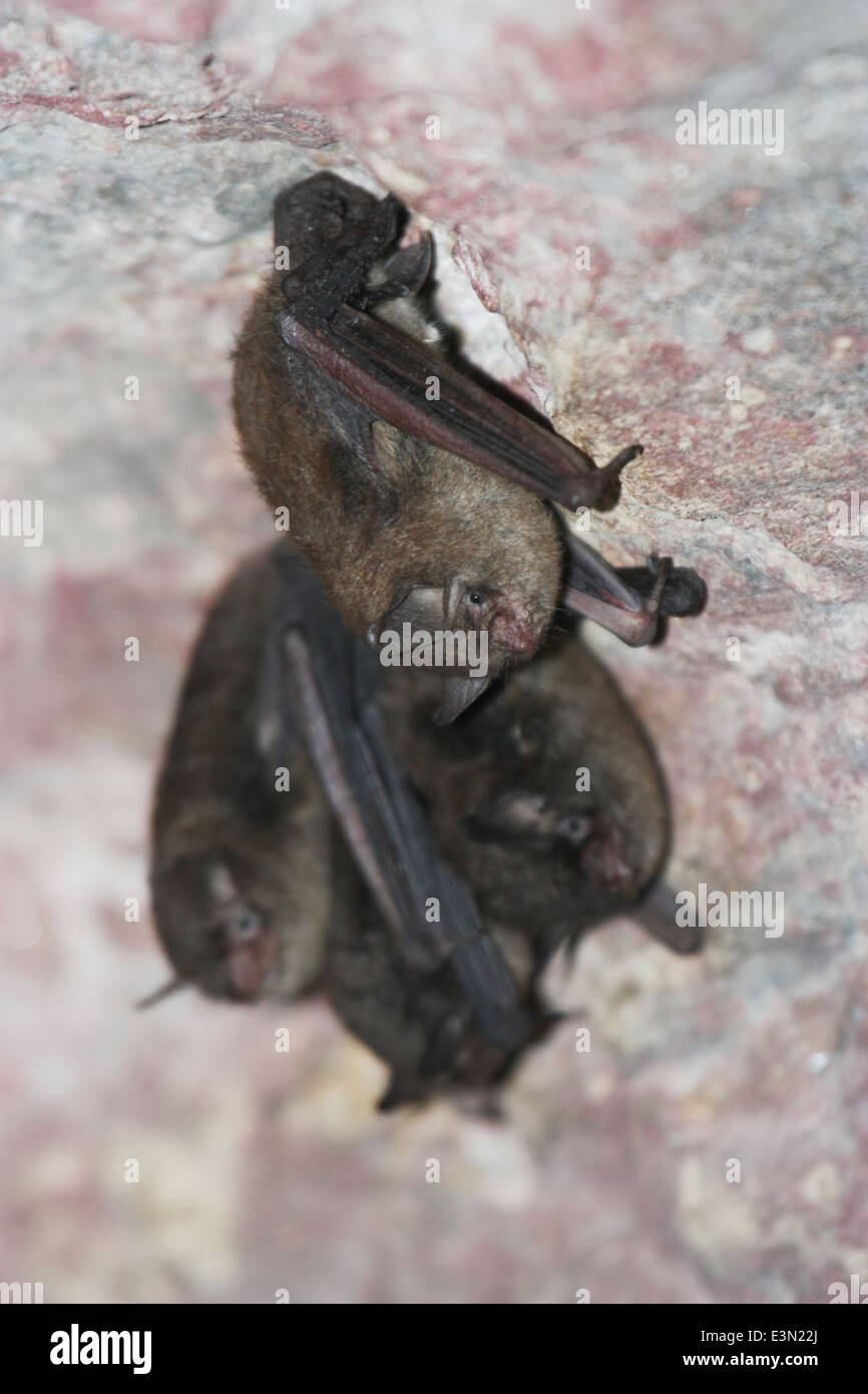 Les chauves-souris de l'Indiana sont recensées dans l'Ohio dans le cadre des efforts de conservation en cours pour protéger cette espèce en voie de disparition en vertu de la Endangered Species Act. Les enquêtes aident à surveiller leur population et leur santé. Banque D'Images