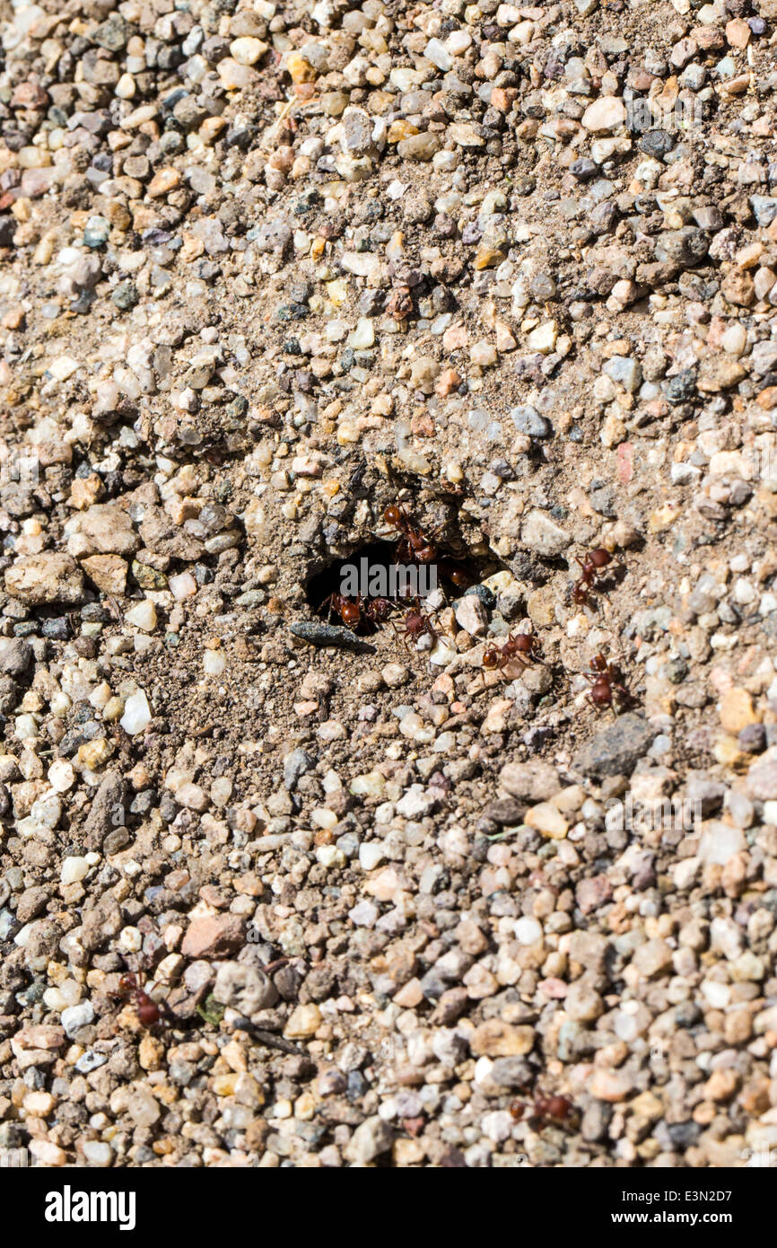 Sensation de fourmis de feu ; les fourmis Solenopsis ; rouge ; s'enfouir dans le sol Banque D'Images