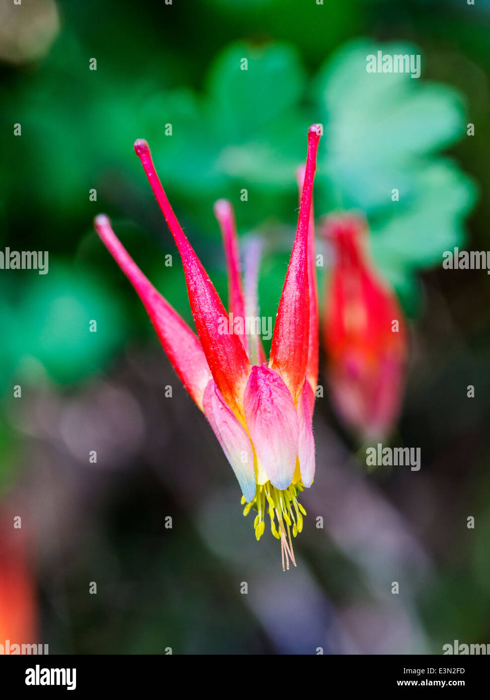 Aquilegia ancolie rouge de l'Ouest ; elegantula ; Helleboraceae ; ; ; l'hellébore Ranunculaceae Renoncule ; en pleine floraison, le centre du Colorado Banque D'Images