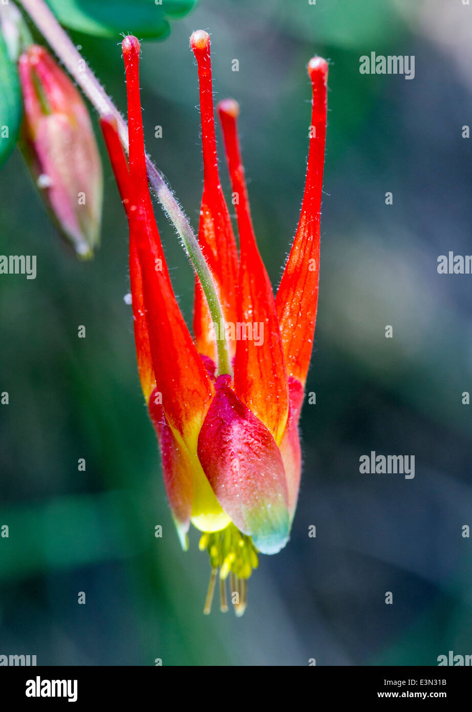 Aquilegia ancolie rouge de l'Ouest ; elegantula ; Helleboraceae ; ; ; l'hellébore Ranunculaceae Renoncule ; en pleine floraison, le centre du Colorado Banque D'Images